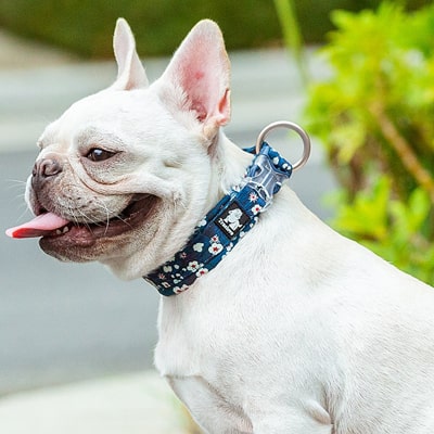 Les colliers pour bouledogue Français de PEPERE SHOP