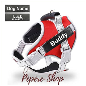 Harnais avec patch d'identification et sa laisse assortie pour jack russell/