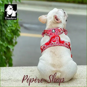 Harnais Haut De Gamme Réglable Et Design pour bouledogue