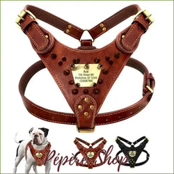 Harnais Torrens pour bulldog anglais en Cuir Avec Plaque Personnalisée