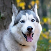 HUSKYS