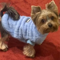 PULLS POUR CHIENS