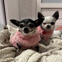 Vêtements pour chihuahua