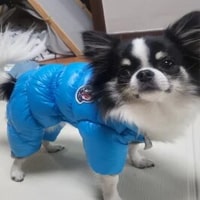DOUDOUNES POUR CHIEN