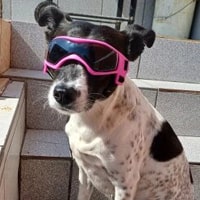 Lunettes et doggles pour chiens