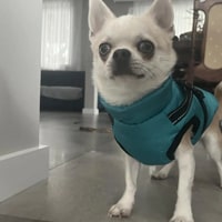 manteaux pour chien