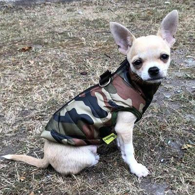 Manteaux et pulls pour chihuahua