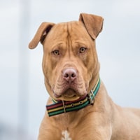 PITBULLS