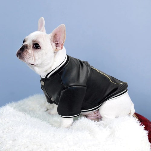 Habits et vêtements pour bouledogue 