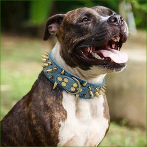 image d'un chien portant un Collier A Pointe Pour Molosse En Cuir Coloré