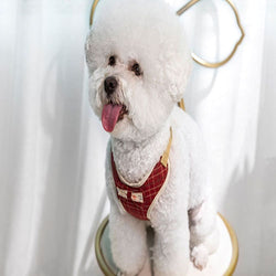 harnais pour chien