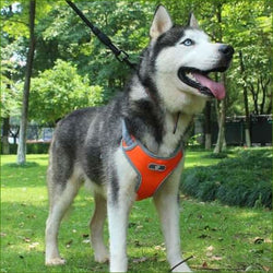 harnais pour chien