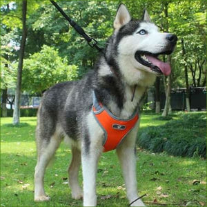 harnais pour chien