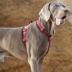 harnais souple pour chien TRUELOVE