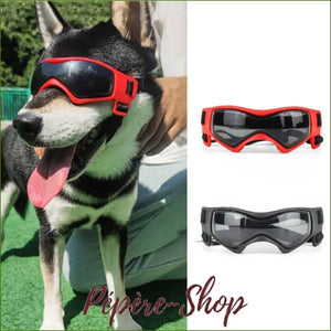 Lunettes grand chien anti-uv et imperméables/