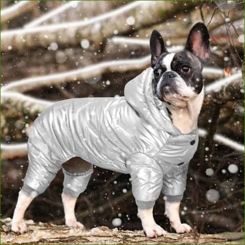 vetement et habit pour chien